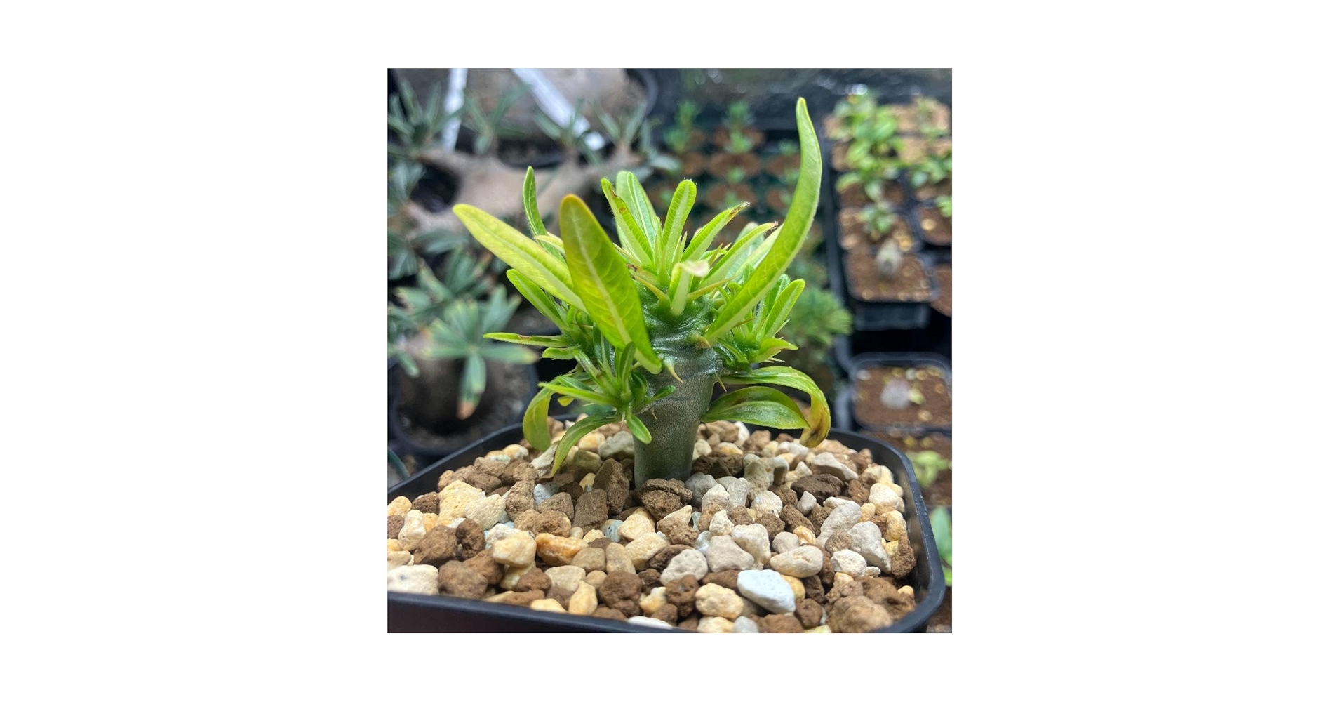 パキポディウム　アンボンゲンセ　多頭　実生　コーデックス　塊根植物　グラキリス Amazon.co.jp: パキポディウム アンボンゲンセ 実生 多頭 塊根